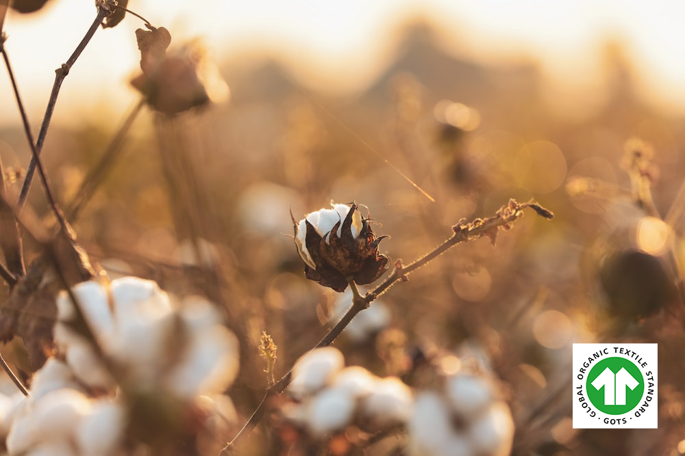 a-close-up-of-a-cotton-plant-with-a-blurry-background.jpg